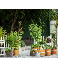 Küferei Kardos Robinienkübel, Rund -Gartenbedarfs Geschäft 1709096 1709401 1709443 1709732 1709807 1710037 WE MO 002 Robinienkuebelrund