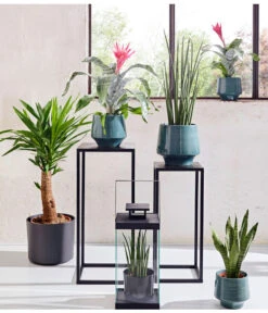 Bogenhanf - Sansevieria Cylindrica 'Mikado' -Gartenbedarfs Geschäft 20180515 PR MO 001 AechmeaSansevieriaBL15