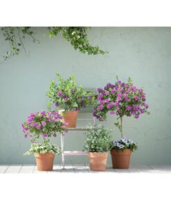 Kreuzblume, Stämmchen -Gartenbedarfs Geschäft 20190418 PR MO 01 KuebelpflanzenPolygalaEucalyptus GC05 01