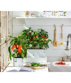 Pick-a-Pep® Paprika, Rot -Gartenbedarfs Geschäft 20200604 WE MO 001 IndoorTomatePaprika 2021 GC11