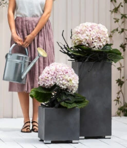 Bauern-Hortensie 'Avantgarde', Blau -Gartenbedarfs Geschäft 20210415 7220155 WE MO 001 HortensieAvantgarde BL08 2022 04