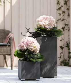 Bauern-Hortensie 'Avantgarde' -Gartenbedarfs Geschäft 20210415 WE MO 001 HortensieAvantgarde BL08 2022 01