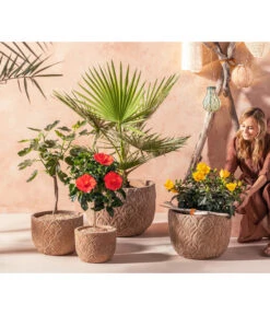 Zimmerhibiskus - Hibiscus Rosa-sinensis, Verschiedene Sorten -Gartenbedarfs Geschäft 20210520 WE MO 001 Orientalisch