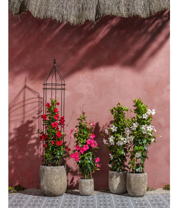 Dehner Premium Obelisk Odin 7 Dehner Premium Obelisk Odin – Bild 7