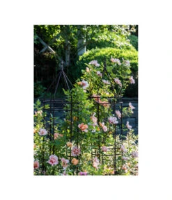 Dehner Premium Obelisk Odin 17 Dehner Premium Obelisk Odin -Gartenbedarfs Geschäft 2480069 2480093 2480119 WE MO 009 DehnerPremiumObeliskOdinRankhilfe