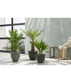 Dehner Polystone-Topf Brisbane In Riffeloptik, Rund -Gartenbedarfs Geschäft 3158847 3158870 3158888 WE MO 003 PolystoneTopfinRiffeloptikrundsand