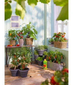 Van Der Leeden Rattan-Pflanzkasten, Graubraun 16 Van Der Leeden Rattan-Pflanzkasten, Graubraun -Gartenbedarfs Geschäft 3679347 3692761 5215942 1524404 WE MO 001 RattantopfRattankastenKunststofftopfCorsicaDehnerBioGemueseduenger