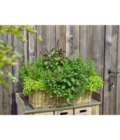 Van Der Leeden Rattan-Pflanzkasten, Graubraun 13 Van Der Leeden Rattan-Pflanzkasten, Graubraun -Gartenbedarfs Geschäft 3692761 3692548 3692506 WE MO 005 RattanPflanzkastenbraun