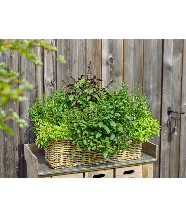 Van Der Leeden Rattan-Pflanzkasten, Graubraun 3 Van Der Leeden Rattan-Pflanzkasten, Graubraun – Bild 3