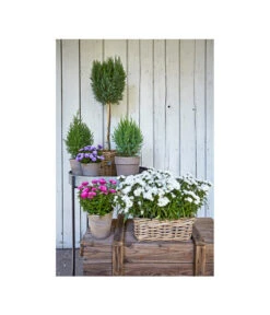 Van Der Leeden Rattan-Pflanzkasten, Graubraun 14 Van Der Leeden Rattan-Pflanzkasten, Graubraun -Gartenbedarfs Geschäft 3692761 3692548 3692506 WE MO 006 RattanPflanzkastenbraunBlumenkasten