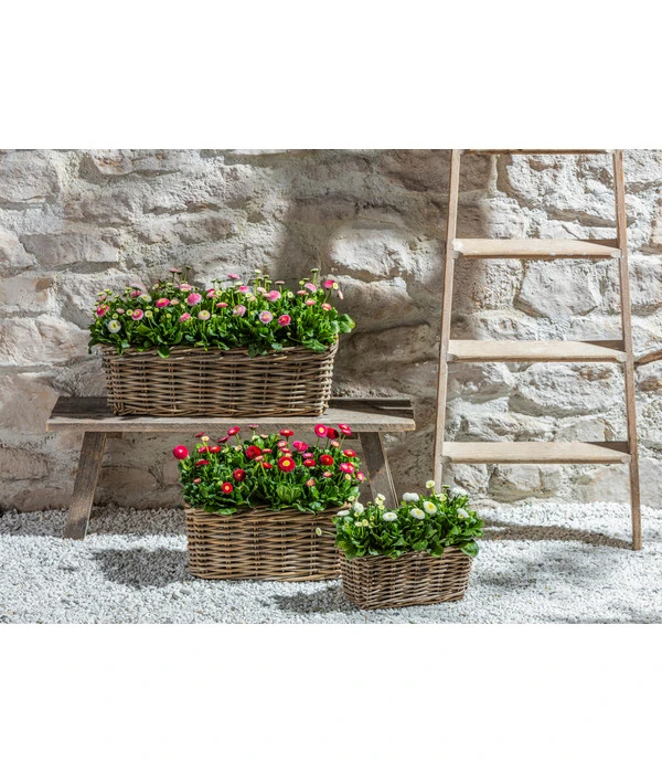 Van Der Leeden Rattan-Pflanzkasten, Graubraun 10 Van Der Leeden Rattan-Pflanzkasten, Graubraun – Bild 10