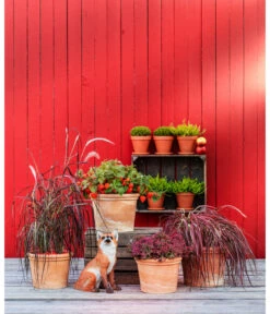 Spang Terrakotta-Topf Toscana, Rund -Gartenbedarfs Geschäft 3697612 WE MO 004 TerrakottaTopfToscanarund