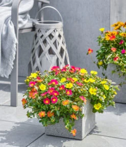 Dehner Polystone-Topf Sydney, Quadratisch, Grau -Gartenbedarfs Geschäft 3920998 3921004 4261632 WE MO 002 DehnerPolystoneTopfSydneyquadratischgrau