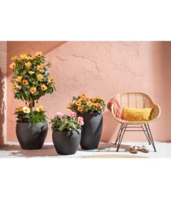 Zimmerhibiskus - Hibiscus Rosa-sinensis, Verschiedene Sorten -Gartenbedarfs Geschäft 4319398 PR MO 001 KunststoffTopfSchwarz