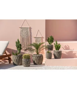 Feigenkaktus - Opuntia Consolea -Gartenbedarfs Geschäft 4432415 PR MO 001 KeramikTopfNero