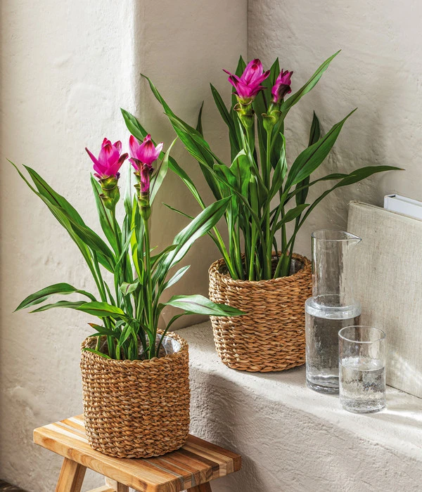 Indische Safranwurz - Curcuma Alismatifolia 2 Indische Safranwurz - Curcuma Alismatifolia – Bild 2