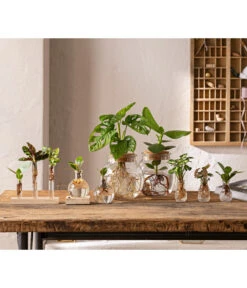 Waterplant Balsamapfel Im Kugelglas - Clusia Rosea 'Princess', Mit LED -Gartenbedarfs Geschäft 6125066 WE MO 001 WaterPlants