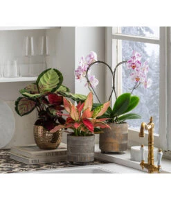 Dehner Beton-Übertopf Nola, Rund, Grau-kupfer -Gartenbedarfs Geschäft 6732499 6732929 6784912 WE MO 001 TopfNolaGold