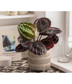 Dehner Beton-Übertopf Nola, Rund, Grau-kupfer -Gartenbedarfs Geschäft 6732499 WE MO 004 TopfNolaGold