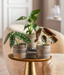 Dehner Beton-Übertopf Nola, Rund, Grau-kupfer -Gartenbedarfs Geschäft 6732515 WE MO 001 GlamourPaketNola