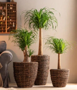 Dehner Holz-Korb Akira, Rund, Braun -Gartenbedarfs Geschäft 6788533 6788400 6788442 6788426 WE MO 001 TopfAkiraBraun