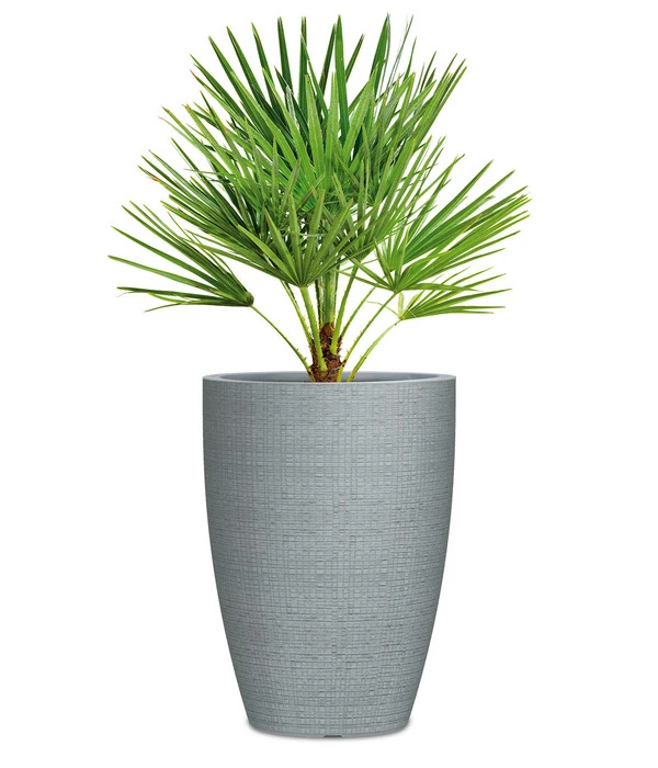 Scheurich Kunststoff-Topf Barceo High, Rund 2 Scheurich Kunststoff-Topf Barceo High, Rund – Bild 2