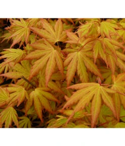Fächerahorn 'Orange Dream' -Gartenbedarfs Geschäft 7007016 WE DE 002 AcerAhornOrangeDreamAllgreen