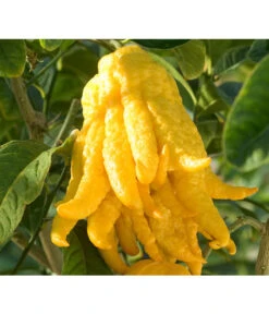 Zitronat-Zitrone 'Buddhas Hand' -Gartenbedarfs Geschäft 7118763 BildD 001 CitrusBuddhasHandCitrMedicaBuddhasHan