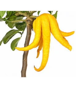 Zitronat-Zitrone 'Buddhas Hand' -Gartenbedarfs Geschäft 7118763 WE DE 001 CitrusBuddhasHandT20DehnerExpressHerzig