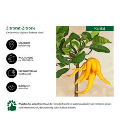 Zitronat-Zitrone 'Buddhas Hand' -Gartenbedarfs Geschäft 7118763 WE IG 001 ZitronatzitroneBuddahsHand
