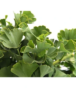 Gartenbedarfs Geschäft -Gartenbedarfs Geschäft 7196082 PR DE 001 GinkgoMarijkeSchaleDehnerExpressHerzig