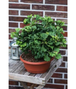 Ginkgobaum - Fächerblattbaum 'Marijke' -Gartenbedarfs Geschäft 7196082 PR MO 001 GinkgoBilobaMarijke
