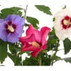 Hibiskus-Trio - Garten-Eibisch