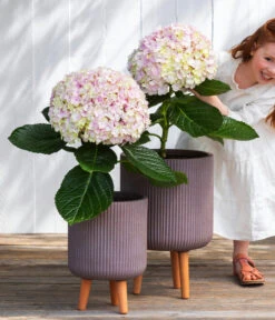 Bauern-Hortensie 'Avantgarde' -Gartenbedarfs Geschäft 7220148 WE MO 001 HortensieAvantgard5L