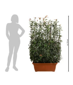 Purpur-Glanzmispel 'Glanzkopf', Ca. 170 Cm 6 Purpur-Glanzmispel 'Glanzkopf', Ca. 170 Cm -Gartenbedarfs Geschäft 7305329 WE BG 002 PurpurGlanzmispelGlanzkopf170