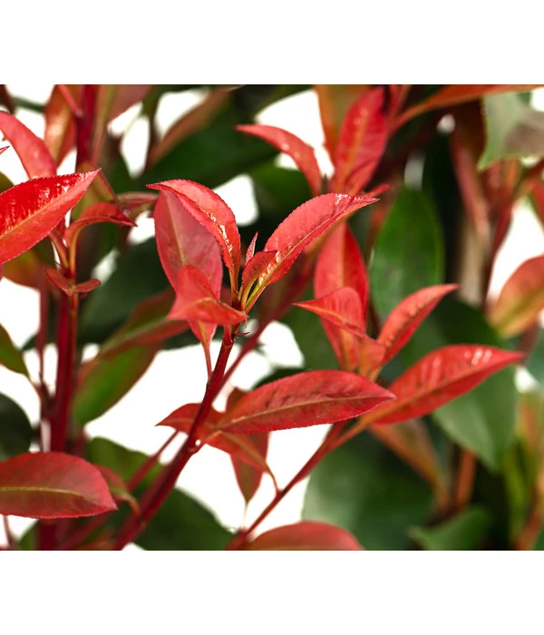 Purpur-Glanzmispel 'Glanzkopf', Ca. 170 Cm 4 Purpur-Glanzmispel 'Glanzkopf', Ca. 170 Cm – Bild 4