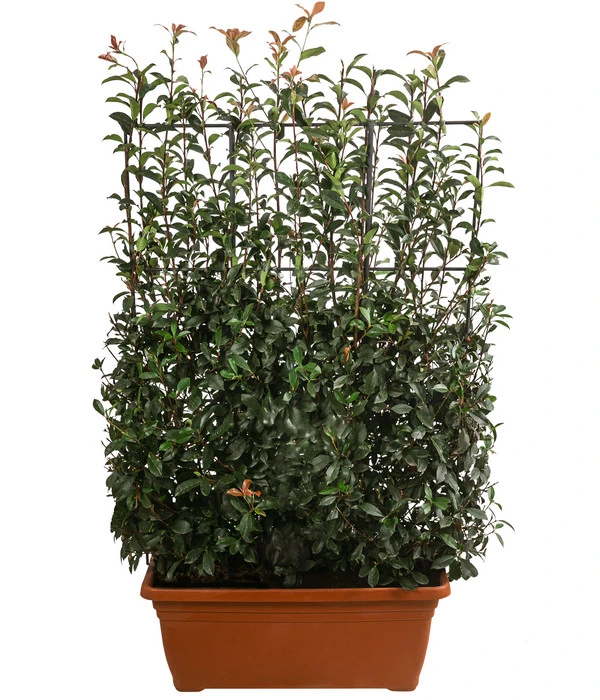 Purpur-Glanzmispel 'Glanzkopf', Ca. 170 Cm 1 Purpur-Glanzmispel 'Glanzkopf', Ca. 170 Cm