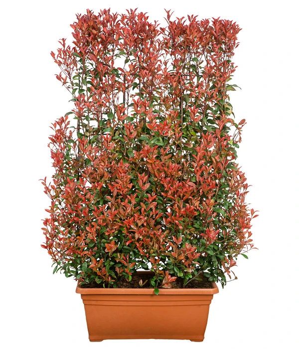 Purpur-Glanzmispel 'Glanzkopf', Ca. 170 Cm 2 Purpur-Glanzmispel 'Glanzkopf', Ca. 170 Cm – Bild 2