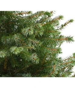 Gartenbedarfs Geschäft -Gartenbedarfs Geschäft 7315864 WE DE 001 PiceaOmorikaSerbischeFichteContainer4LiterDehnerExpressHerzig