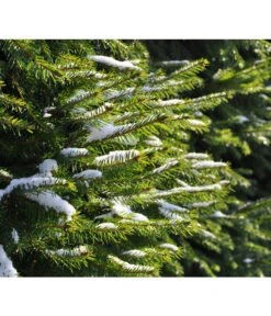 Serbische Fichte, Ca. 70-80 Cm, Im Topf Gewachsen -Gartenbedarfs Geschäft 7315864 WE MO 001 PiceaOmorika Pixabay