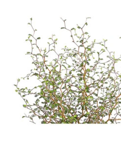 Gartenbedarfs Geschäft -Gartenbedarfs Geschäft 7473648 PR DE 001 SchnurbaumSophoraLittleBaby2LDehnerExpressHerzig