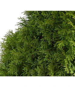 3 Meter Lebensbaum 'Smaragd', 6 X Ca. 150-175 Cm -Gartenbedarfs Geschäft 7513534 WE DE 001 ThujaLebensbaumOccidentalisSmaragd20LDehnerExpressHerzig