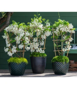 Dehner Keramik-Topf Elite -Gartenbedarfs Geschäft 7542905 8007429 6705461 WE MO 001 WisteriaWeiss