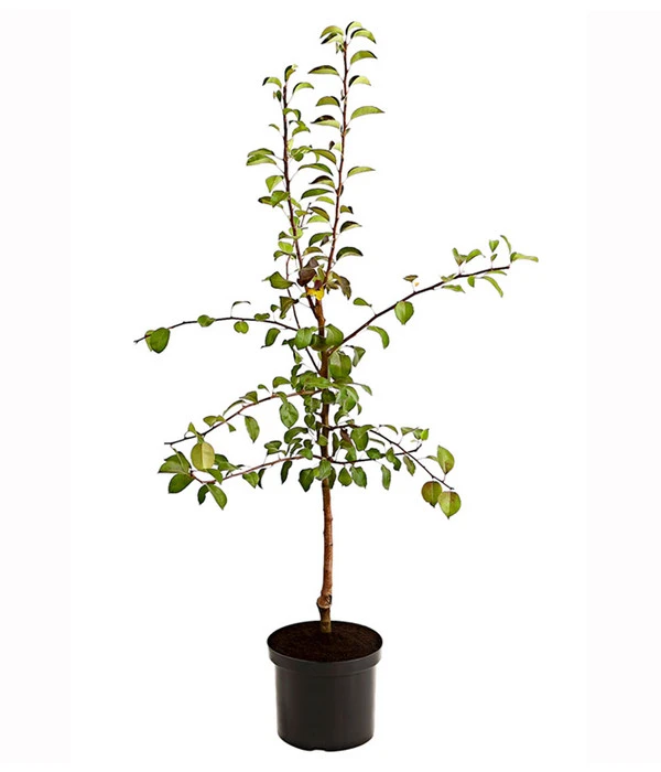 Birnen-Duo 'Clapps Liebling'/'Alexander Lucas' 2 Birnen-Duo 'Clapps Liebling'/'Alexander Lucas' – Bild 2