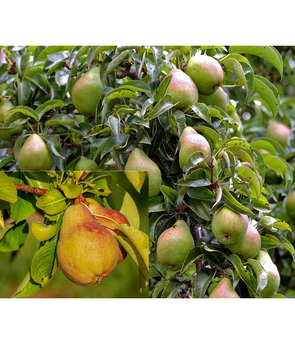 Birnen-Duo 'Clapps Liebling'/'Alexander Lucas' 1 Birnen-Duo 'Clapps Liebling'/'Alexander Lucas'