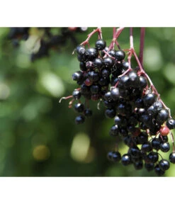 Holunder 'Black Tower' -Gartenbedarfs Geschäft 7662810 PR MO 002 HolunderBlackTower