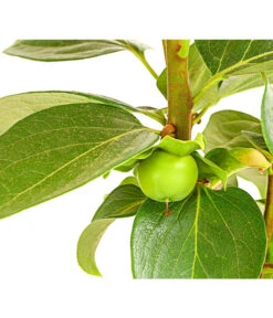 Dehner Kaki 'Rojo Brillante' - Kaki-Pflaume 'Rojo Brillante' -Gartenbedarfs Geschäft 7693377 PR DE 001 KakiRojoBrillanteBUDehnerExpressHerzig