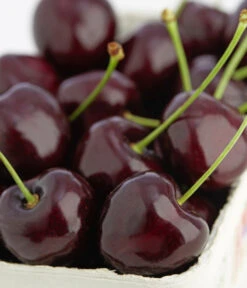 Süßkirschen-Duo 'Kordia/Burlat' -Gartenbedarfs Geschäft 7703143 PR DE 001 KirscheKordiaDehnerExpressZS