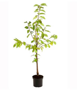 Süßkirschen-Duo 'Kordia/Burlat' -Gartenbedarfs Geschäft 7703234 PR FS 001 KirschenDuoKordiaBurlat95LiterDehnerExpressHerzig