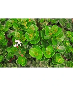 Natalpflaume -Gartenbedarfs Geschäft 7719107 PR MO 002 NatalpflaumeCarissaGrandiflora123rf